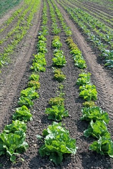 Batavia salad in the field of an organic farm