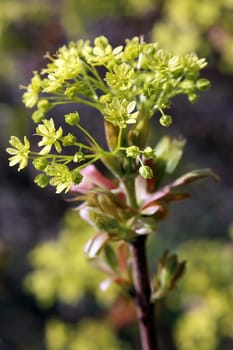 Young leaves and inflorescence in Norway maple Acer platanoides