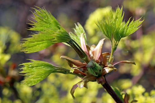 Fresh foliage in Norway maple Acer platanoides