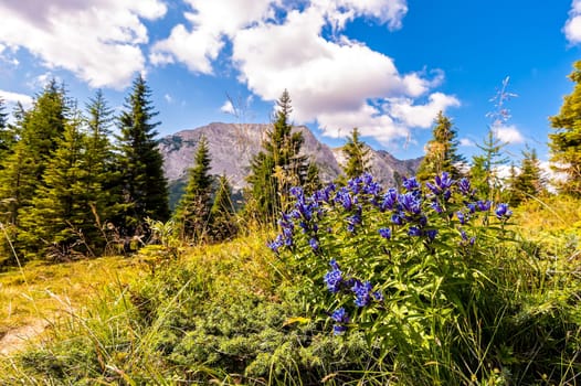 Mountain flower meadow in springtime.
