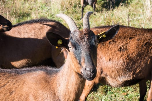 Portrait of a brown goat in meadow