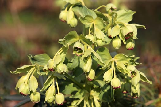 Smelly hellebore Helleborus foetidus