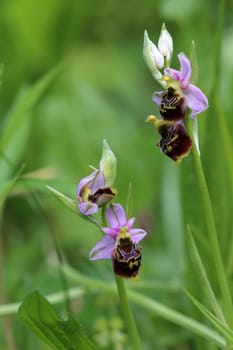 Specimens Bumblebee orchid Ophrys holoserica from the Liliental in the Kaiserstuhl