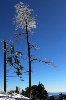 Winter spruce trees at Lake Mummelsee