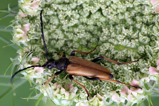 Macro male red-necked buck Stictoleptura rubra