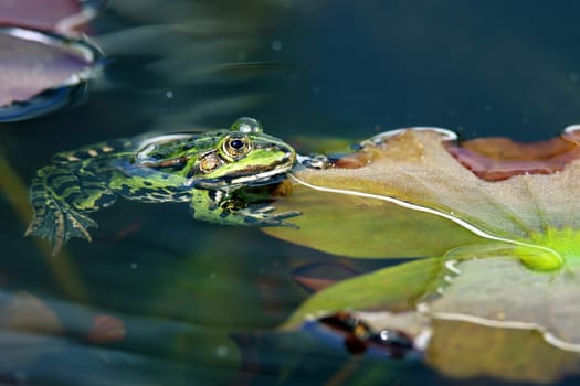 A pond frog Rana esculenta on a water lily leaf