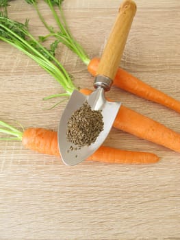 Carrot seeds on gardening trowel