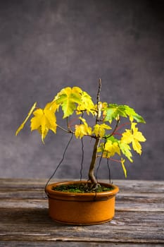 maple  bonsai with fall leaves in brown bowl on wooden board in front of gray background