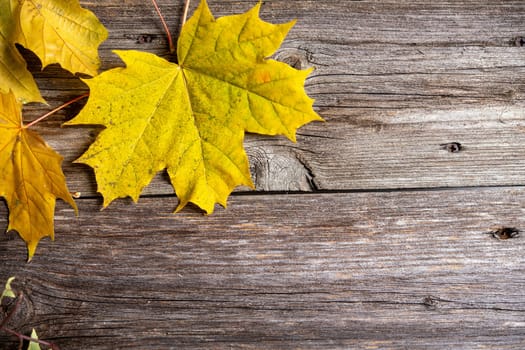fall-still life with yellow maple leaves on wooden ground