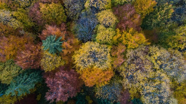 autumn forest in the Ciucas Mountains, Romania