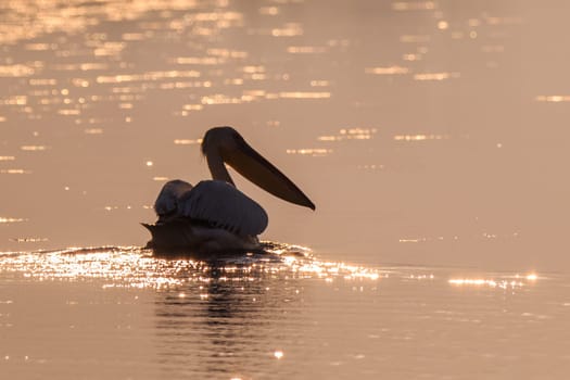 white pelican (pelecanus onocrotalus) in Danube Delta, Romania