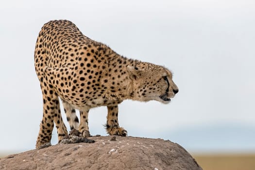 Cheetah (Acinonyx jubatus) on hill,Masai Mara,Kenya,East Africa