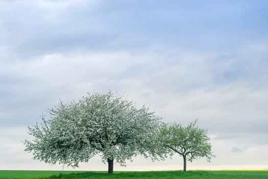 Apple Trees with beautiful blossoms in Springtime
