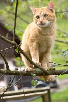 Orange Cat climbs on a branch in natural habitat