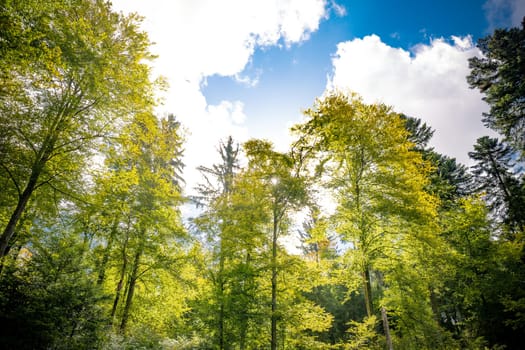 Canopy of leafy green trees in a spring forest or woodland viewed from below against a sunny blue sky with clouds