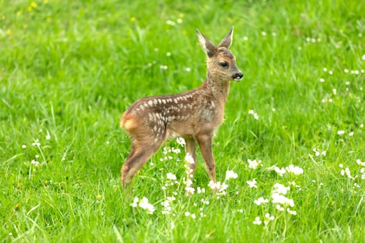 Beautiful Deer Fawn standing on meadow with flowers in springtime.