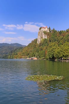 Lake Bled with water lilies and Bled Castle in Slovenia