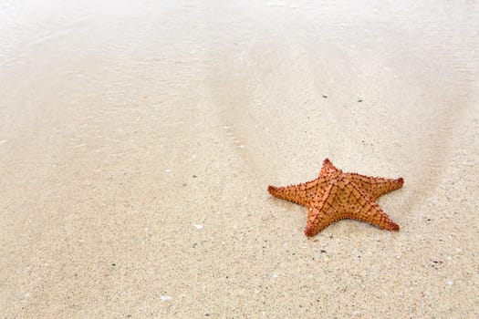 Starfish