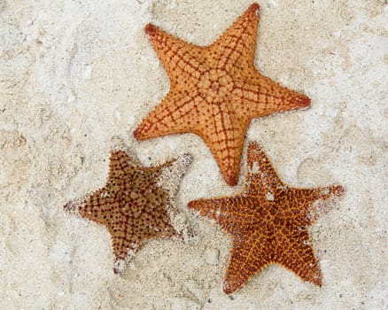 Starfish