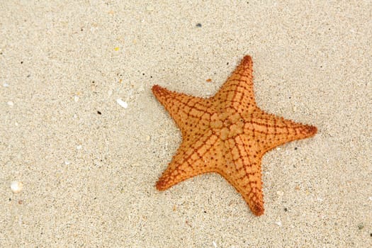 Starfish