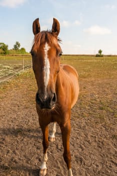 Brown horse on a field
