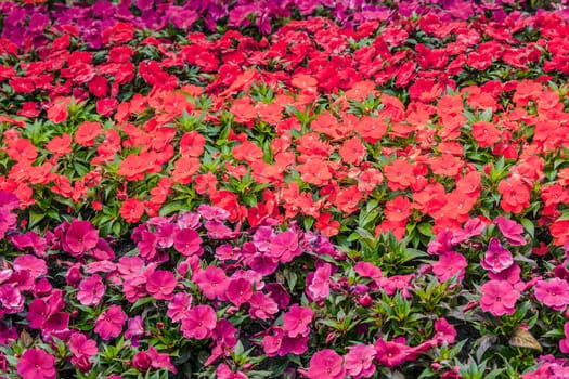 Colorful flowers in a garden
