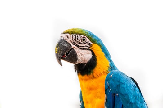 Colorful macaw parrot on a white background