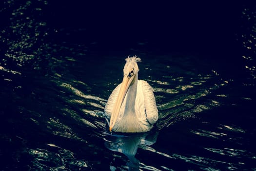 White pelican swimming on a river