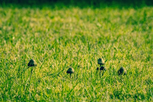 Small mushrooms on a lawn in the morning