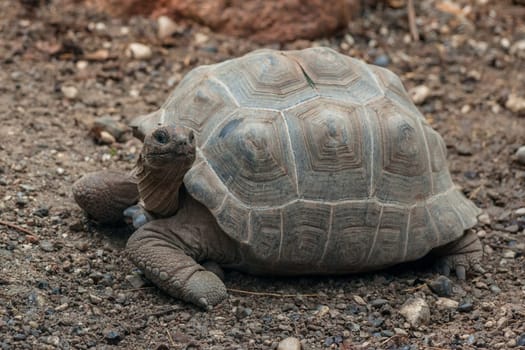 Old turtle crawling on dry land