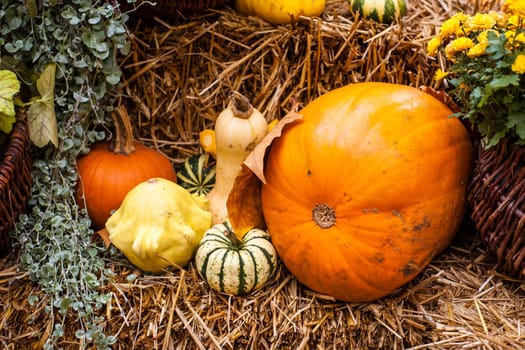 Pumpkins at a autumn ornament