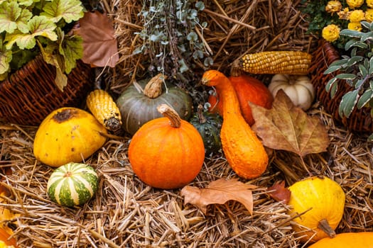 Pumpkins at a autumn ornament
