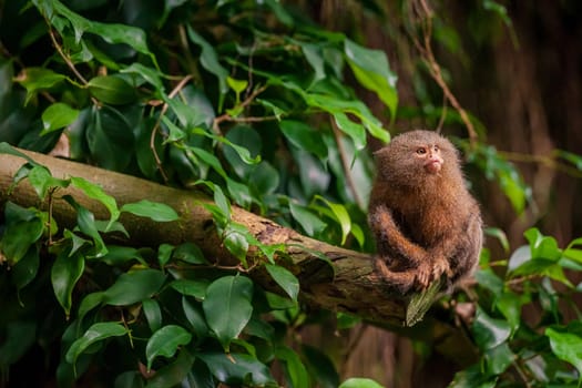 Small Pygmy Marmoset ape in a tropical jungle