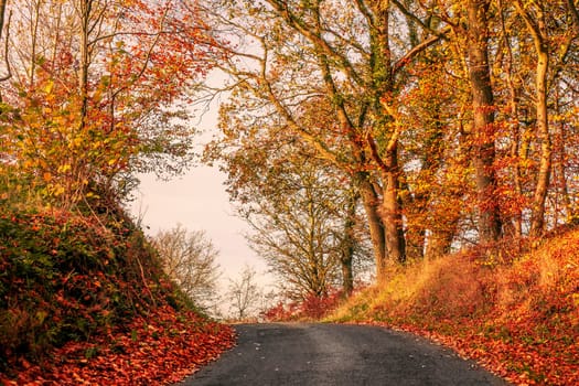 Colorful autumn landscape with a road
