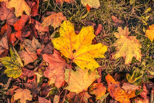 Colorful autumn leaves on the ground