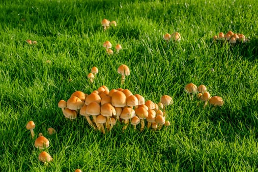 Mushrooms on a green lawn at autumn