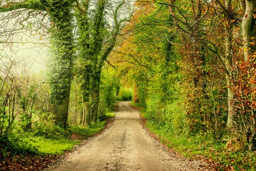 Nature path surrounded by trees and bush