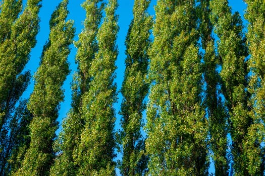 Tall green trees isolated on blue