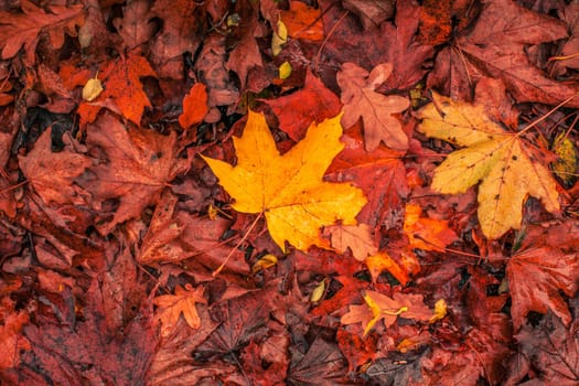 Autumn maple leaves in warm red and yellow colors