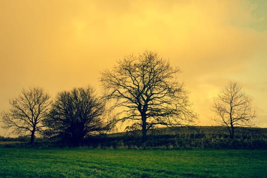 Tree silhouettes in morning landscape