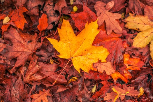 Autumn maple leaves in warm red and yellow colors