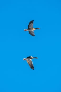Wild geese flying in the blue sky