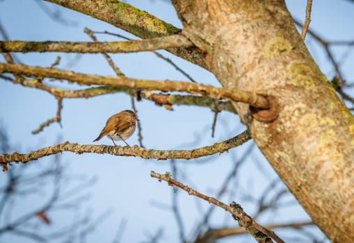 European Robin sitting on a twig