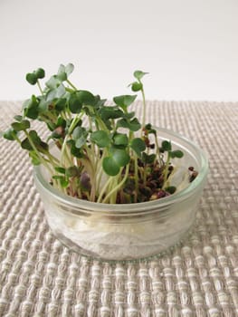 Radishes