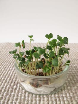 Radishes