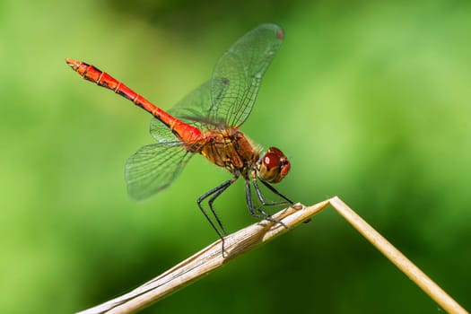 Blood-red heath dragonfly