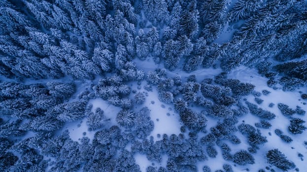 fir forest in winter. Ciucas Mountains, Romania
