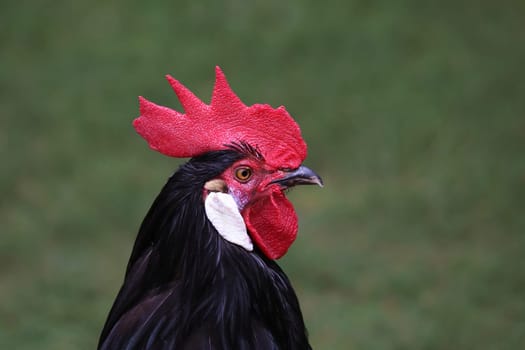 Rooster from the black Vorwerk chicken