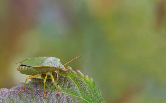 Macro image Green stink bug Palomena prasina