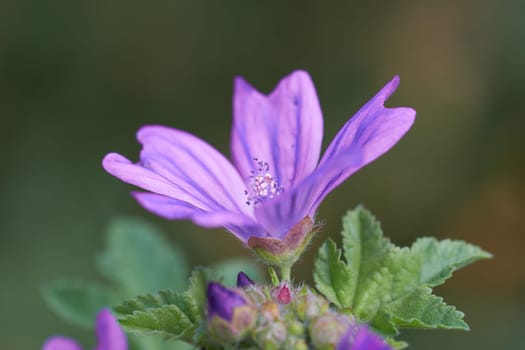 Mallow - Malva sylvestris - blossom in a macro shot